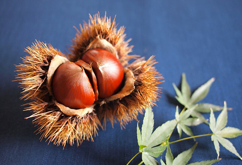 秋の養生　栗